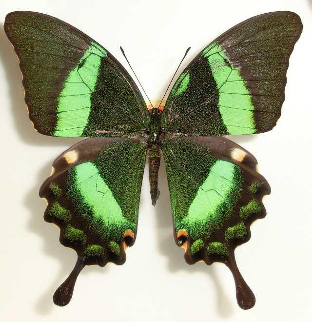 Papilio daedalus Marinduque Is. Philippines (front edge right forewing) Aberration (Internet Image property of respective owner, non-commercial use only)